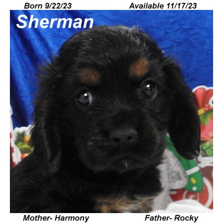 puppy, for, sale, Cocker Spaniel, Joe & Cherri  Overlease, dog, breeder, Miller, MO, dog-breeder, puppy-for-sale, forsale, nearby, find, puppyfind, locator, puppylocator, aca